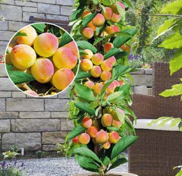 Description des meilleures variétés d'abricot en colonne Prince Mart, Zvezdny, règles de plantation et d'entretien