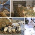 Ako kŕmiť kozu v zime okrem sena, robiť si doma stravu