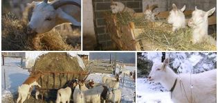Kaip maitinti ožką žiemą be šieno, laikantis dietos namuose