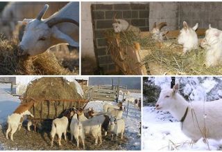 Cómo alimentar a una cabra en invierno además de heno, haciendo una dieta en casa.
