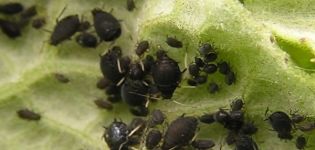 Wie man mit Blattläusen auf Gurken mit Volksheilmitteln umgeht