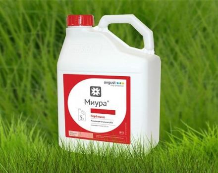 Instrucciones de uso del herbicida Miura contra las malas hierbas en los lechos y la tasa de consumo