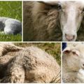 Známky a odrody koenurózy u oviec, spôsoby liečby a prevencie