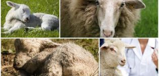 Tekenen en variëteiten van co-enurose bij schapen, behandelings- en preventiemethoden