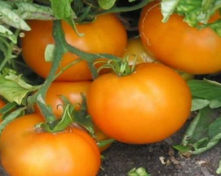 Portakal domates çeşidinin özellikleri ve tanımı, verimi
