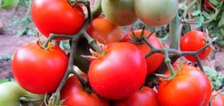 Betta-tomaattilajikkeen ominaisuudet ja kuvaus