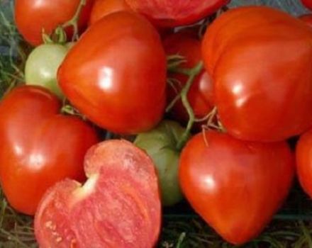 Beskrivning och egenskaper hos tomat Morning Dew