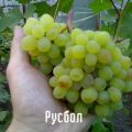 Descripción y características de la variedad de uva Rusbol, variedades, métodos de reproducción y cuidado.