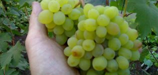 Opis i karakteristike sorte grožđa Rusbol, sorte, metode reprodukcije i njege