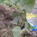 How often and correctly to water cucumbers in the greenhouse, when is it better