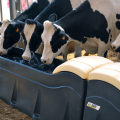 Druhy pitných misiek pre kravy a ako to urobiť sami, pokyny krok za krokom