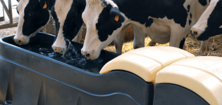 Soorten drinkbakken voor koeien en hoe u het zelf kunt doen, stap voor stap instructies