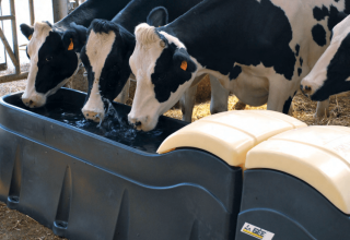 Karvių geriamųjų dubenų tipai ir kaip tai padaryti patiems, žingsnis po žingsnio instrukcijas