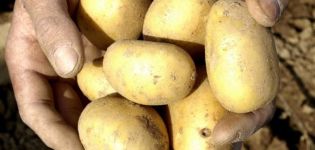 Descripció de la varietat de patates Uladar, característiques de cultiu i cura