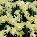 Description of the daffodil variety Avalon, rules of care and features of cultivation