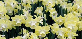Paglalarawan ng iba't-ibang daffodil Avalon, mga patakaran ng pangangalaga at mga tampok ng paglilinang