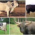 Beschrijving van 8 soorten wilde koeien waar ze in het wild leven