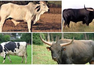 Beskrivelse af 8 sorter af vilde køer, hvor de lever i naturen