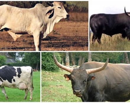 Descripción de 8 variedades de vacas salvajes donde viven en estado salvaje