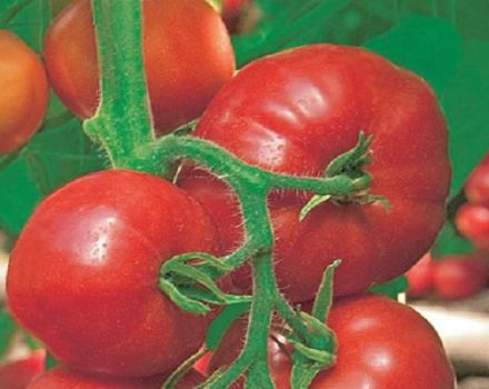 Ominaisuus tomaattilajikkeen Han kuvauksesta