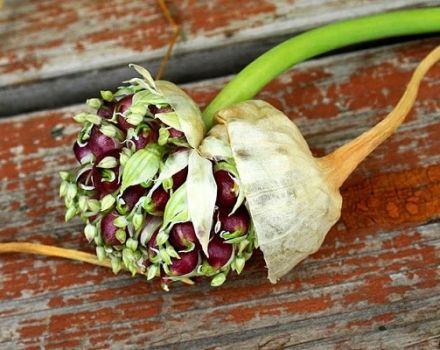 Wie pflanzt und züchtet man Knoblauch aus Zwiebeln?
