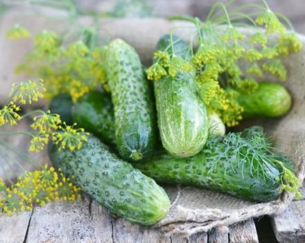 Characteristics and description of the Connie cucumber variety, cultivation and care
