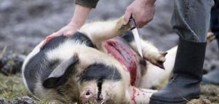 Cách giết mổ lợn tại nhà, quy trình giết mổ và những lời khuyên hữu ích
