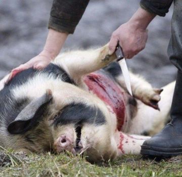 How to slaughter a pig at home, the slaughter process and useful tips