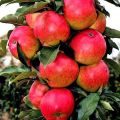 Beschrijving en kenmerken van de zuilvormige appel Moskou-ketting, de subtiliteiten van de teelt
