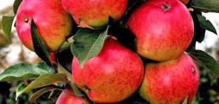 Beskrivning och egenskaper hos det kolonnära äpplet Moskva-halsbandet, odlingens finesser
