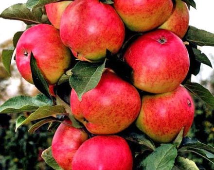 Opis i charakterystyka kolumnowy naszyjnik jabłoni Moskwa, subtelności uprawy