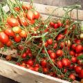 Tomaattilajikkeen Geranium Kiss kuvaus ja ominaisuudet, sen sato