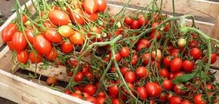 Περιγραφή και χαρακτηριστικά της ποικιλίας ντομάτας Geranium Kiss, η απόδοσή της