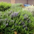 How to properly grow and care for rosemary outdoors in the middle lane