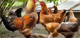 Wat bepaalt de lichaamstemperatuur van kippen en de norm
