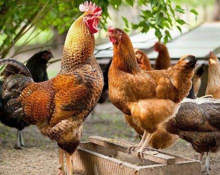 Vad bestämmer kycklingarnas kroppstemperatur och dess norm
