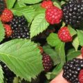Ang pagtatanim, paglaki at pag-aalaga sa mga blackberry sa mga Ural at Siberia, ang pinakamahusay na mga varieties