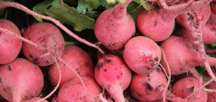 Popis odrůdy růžové ředkvičky, užitečné a škodlivé vlastnosti