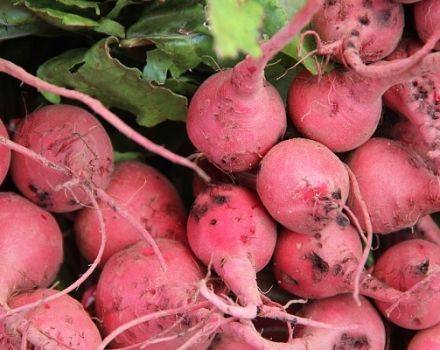 Description de la variété de radis rose, propriétés utiles et nocives