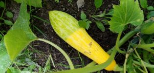Die Gründe, warum Zucchini auf freiem Feld gelb werden und verdorren und was zu tun ist