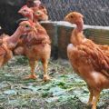 Χαρακτηριστικά και περιγραφή των κοτόπουλων Golosheyki, διατήρησης και αναπαραγωγής