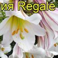 Kuvaus ja ominaisuudet Regale-liljalajikkeesta, istutuksesta ja hoidosta ulkona