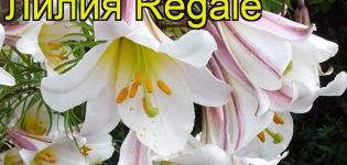 Descripción y características de la variedad de lirio Regale, plantación y cuidado en campo abierto.