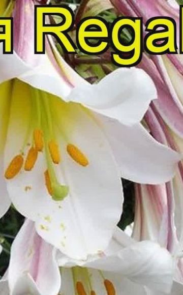 Popis a vlastnosti odrůdy lilie Regale, výsadby a péče v otevřeném poli