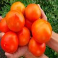 Beskrivning av tomatsorten Sanna vänner, recensioner och avkastning