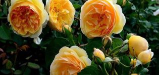 Descripción de la rosa Greham Thomas, plantación y cuidado, poda y reproducción.