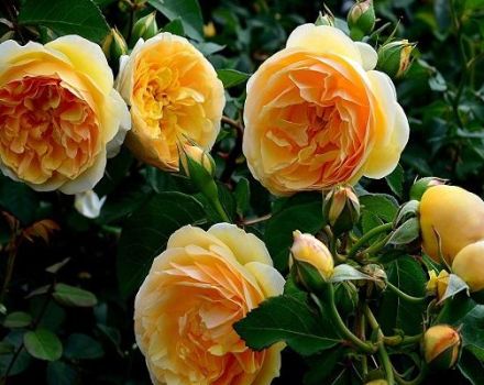 Descripción de la rosa Greham Thomas, plantación y cuidado, poda y reproducción.