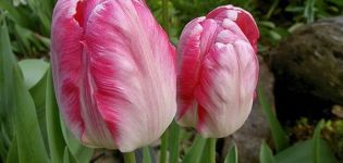 Mô tả các giống hoa tulip vẹt tốt nhất, cách trồng và chăm sóc