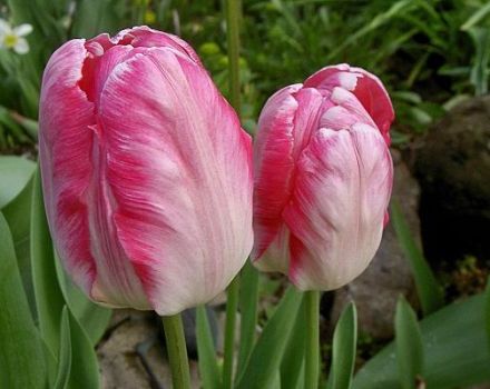 Descripció de les millors varietats de tulipes de lloro, plantació i cura