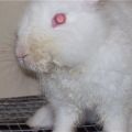 Léčba kousání midge u králíků lidovými léky a drogami, příznaky